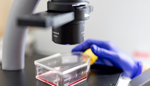 Close-up of microscope and sample with blue glove.